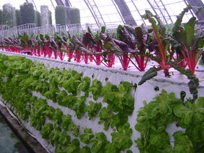 屋顶农业新篇章 2100平方米气雾栽培蔬菜工厂，芸苔属蔬菜的绿色革命