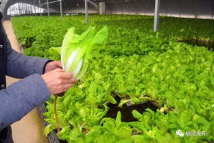 良田共享，四季同赏 杨凌首个“共享云农场”里的芸苔属蔬菜新篇章