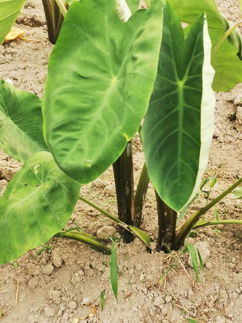 高温季节芸苔属蔬菜生产管理要点——鱼菜高说三农