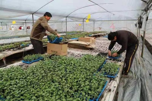 东台三仓 小西瓜苗育出致富大产业，芸苔属蔬菜共绘田园新画卷