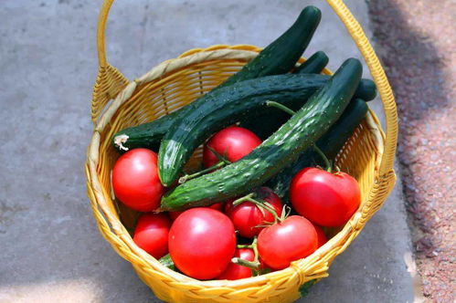 门头沟专属小菜园 每月二百余元，实现芸苔属蔬菜自由