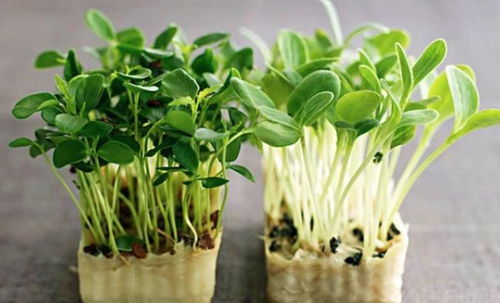 32平小工厂里的致富经 农村大姐巧种芸苔属芽苗菜，洒水即长四天一收