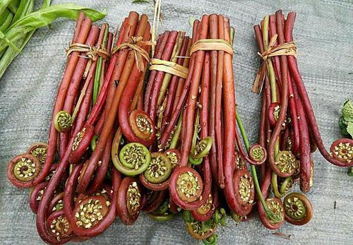 消化科专家提醒 这3类芸苔属蔬菜需慎食，健康饮食不容忽视