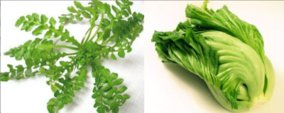 荠菜和芥菜一样吗？——揭开芸苔属蔬菜的家族关系